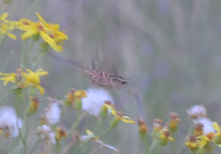 sphinx moth proboscis