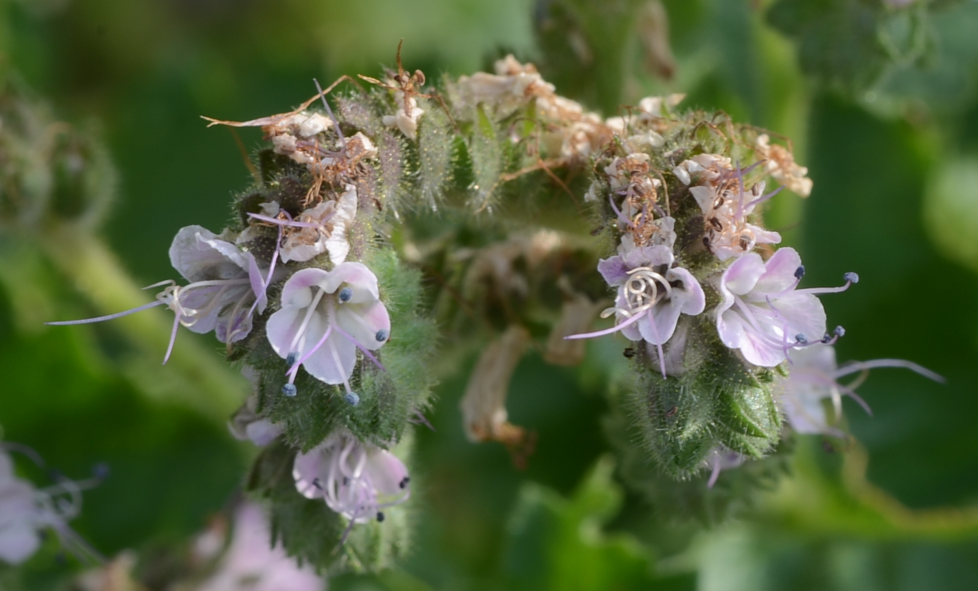 scorpionweed flowers